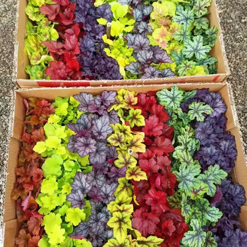 矾根植物盆栽中苗组合套餐耐寒阳台花园庭院室内四季观叶花卉包邮