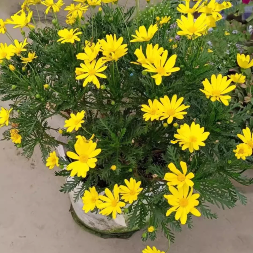 黄金菊盆栽带花苞阳台庭院四季花卉耐寒耐热花镜植物