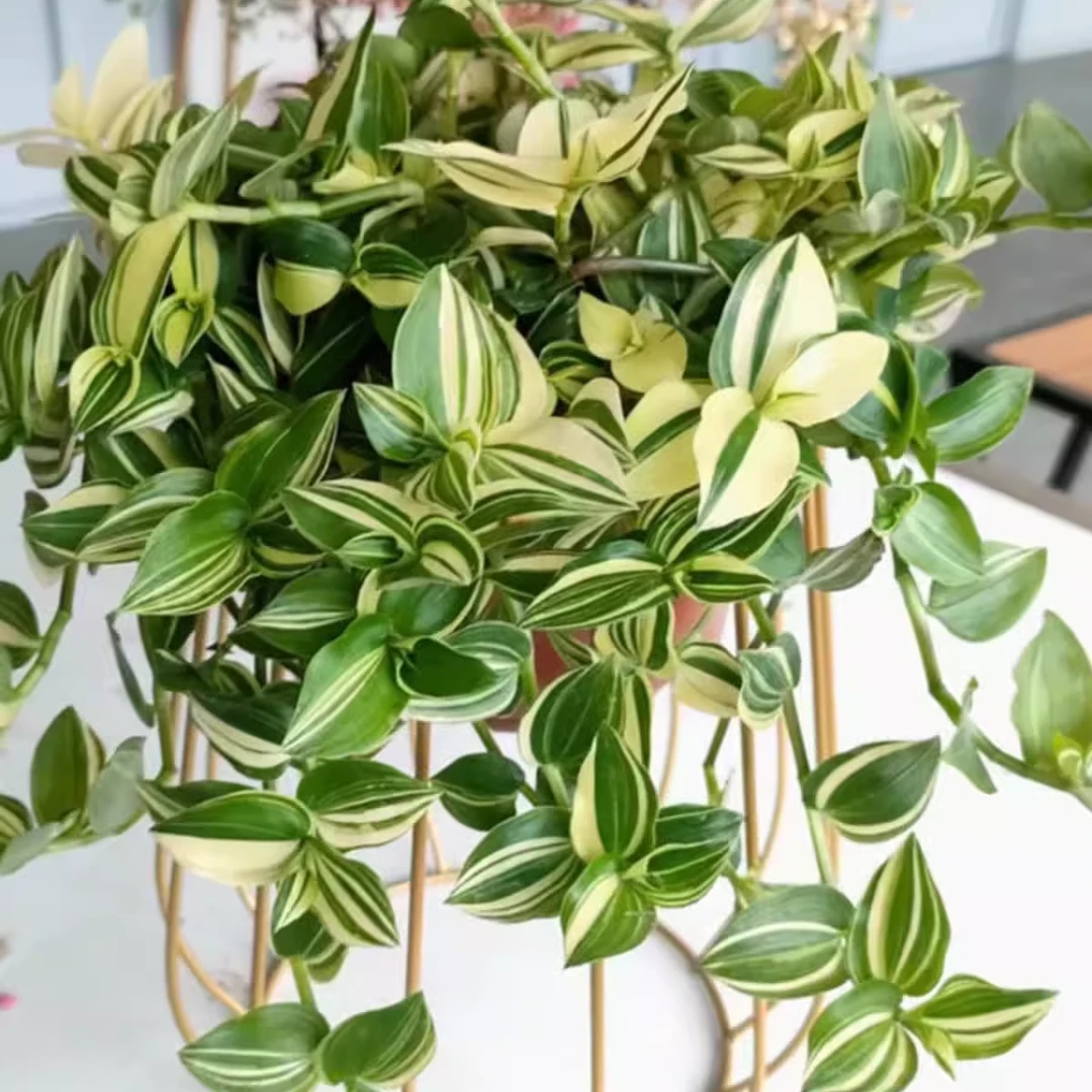 青白玉花叶吊兰室内垂吊挂绿植盆栽吸甲醛耐阴耐寒