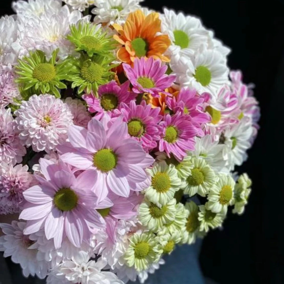 【夏天气息】混色小菊缤纷A级办公室内客厅水培鲜切花插花花束云南
