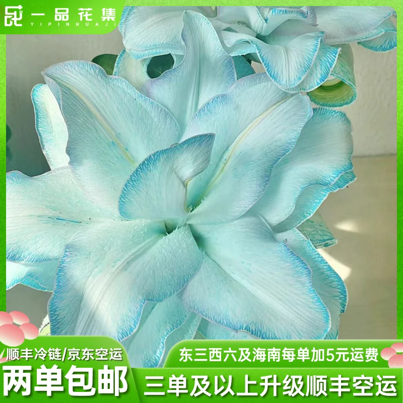 【一品花集】【蓝冰美人】重瓣百合吸色 全场任意鲜花满两单包邮