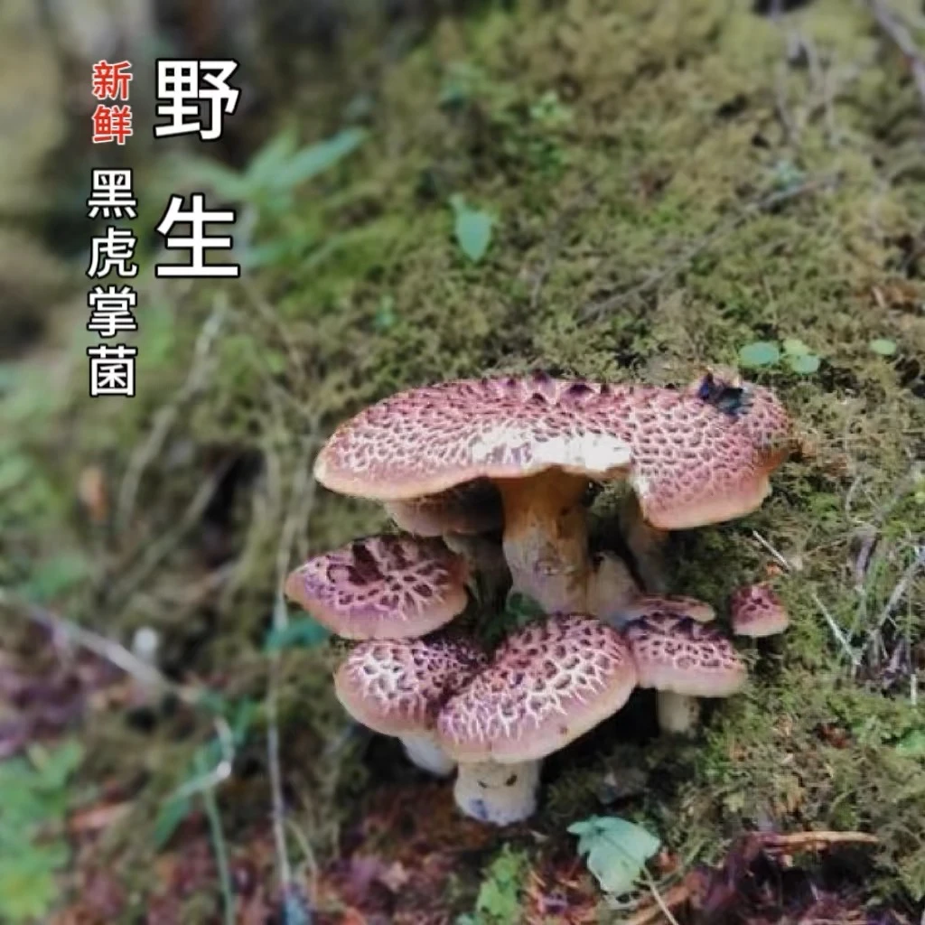 2014年新鲜黑虎掌阿坝小金黑虎掌现拍现发