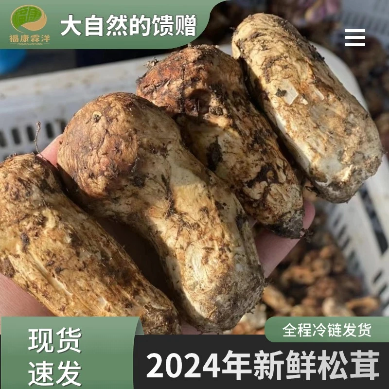 2025新鲜松茸 自吃款特价特惠顺丰冷链空运包邮