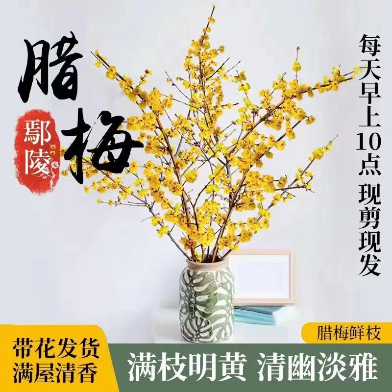 腊梅枝养护树盆栽腊梅鲜花带花苞干枝腊梅枝条遇水开鲜切花水养