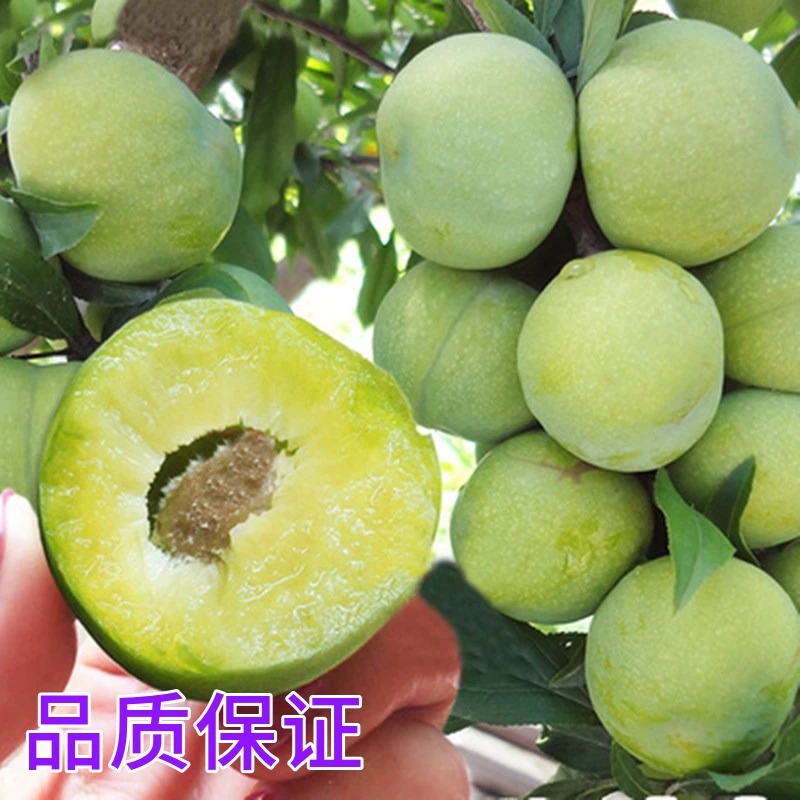 蜂糖李子树苗嫁接特大晚熟脱骨青脆李子果树苗南北方种植当年结果