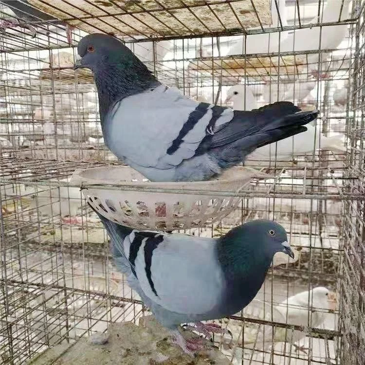 鸽子两只公母种鸽瓦灰米玛斯银王白羽王下蛋繁殖青年鸽用品