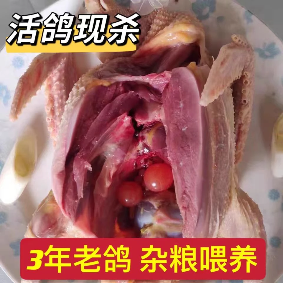 单只9两新鲜老鸽正宗土鸽保鲜农家老鸽肉煲汤营养乳鸽肉活体现杀