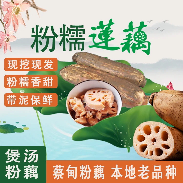 湖北蔡甸粉藕莲藕【新鲜现挖】带泥保鲜膜包裹煲汤粉糯藕汤农家