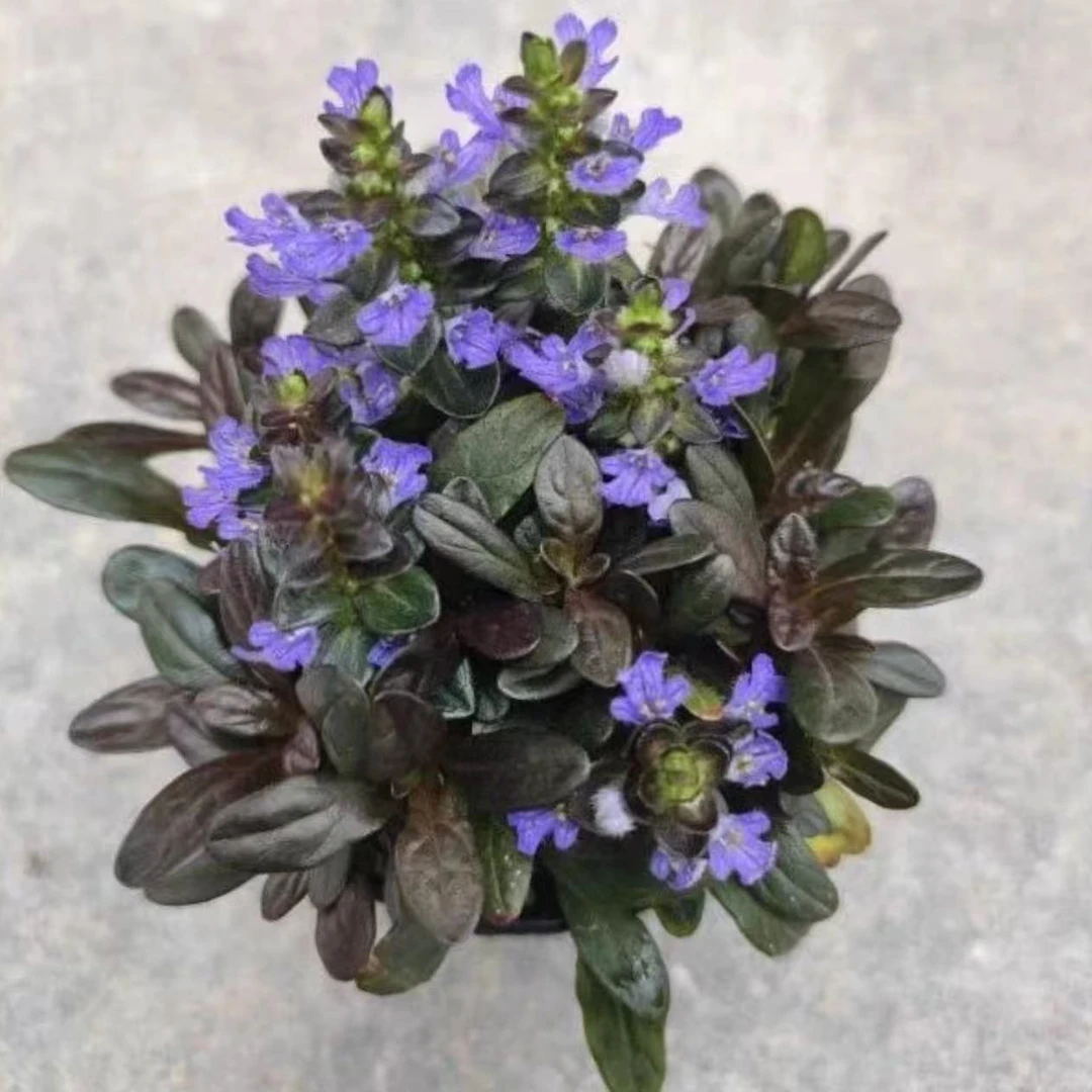 【山野自有烂漫】姬十二单筋骨草耐寒耐阴盆栽庭院阳台绿化紫色花海