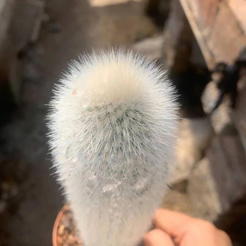 【吹雪柱】满18元包邮发货仙人掌毛绒绒多肉植物防辐射仙人球