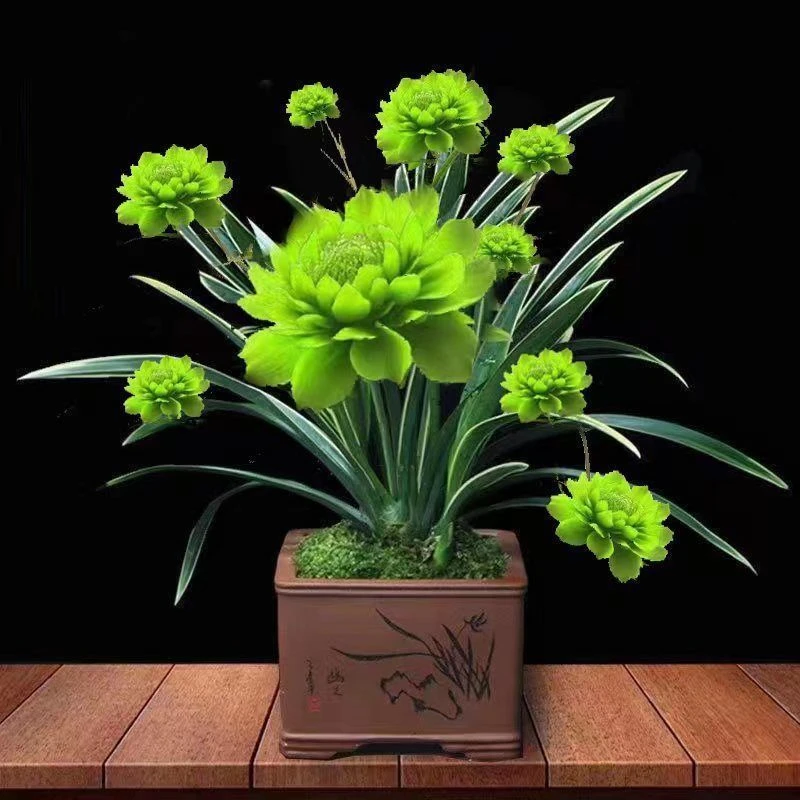 香莲花开花懒人土养盆栽绿植花卉大全驱蚊驱虫室内室外客厅吊兰