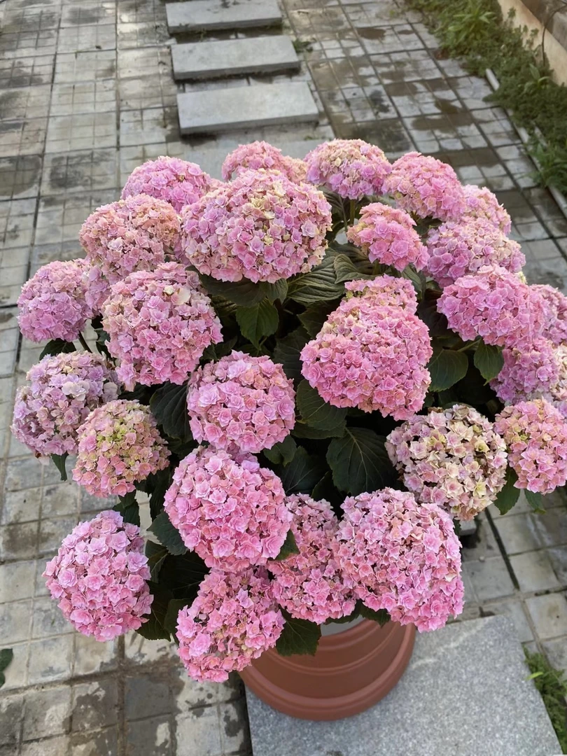 婷宝花园家-露大花绣球【太阳神殿】老桩子不带花发货