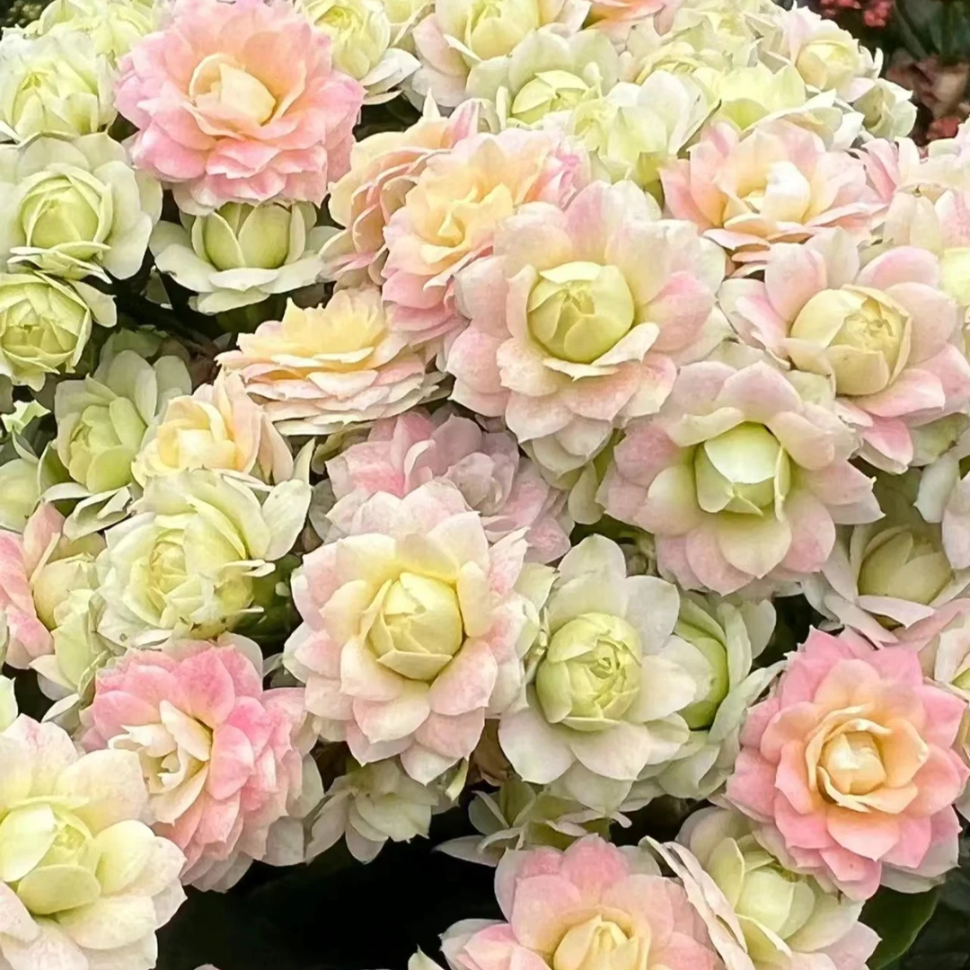 婚礼冰淇淋~精品盆栽重瓣带花苞客厅阳台养殖懒人（无售后）