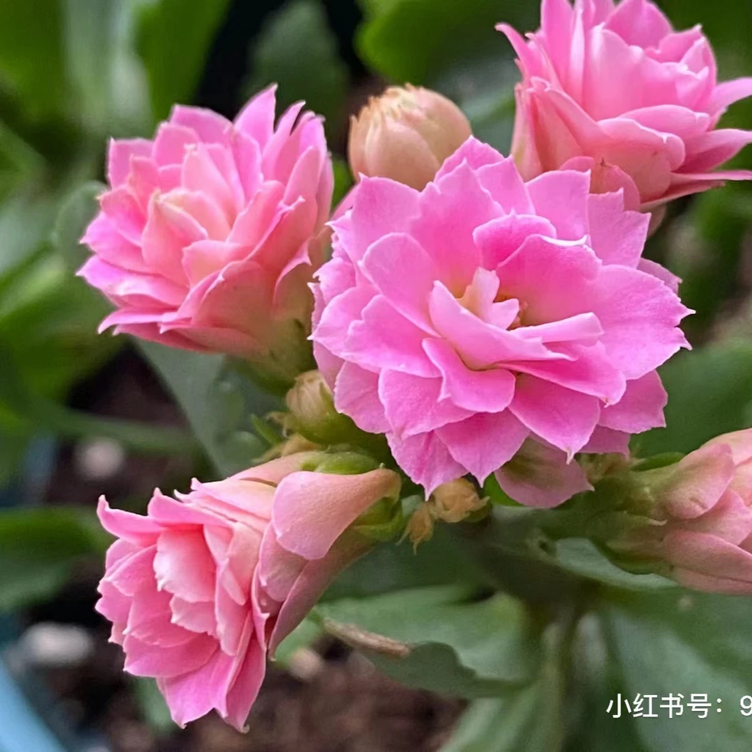 【兰朵】~130盆精品盆栽重瓣带花苞客厅阳台室内养殖（无售后）