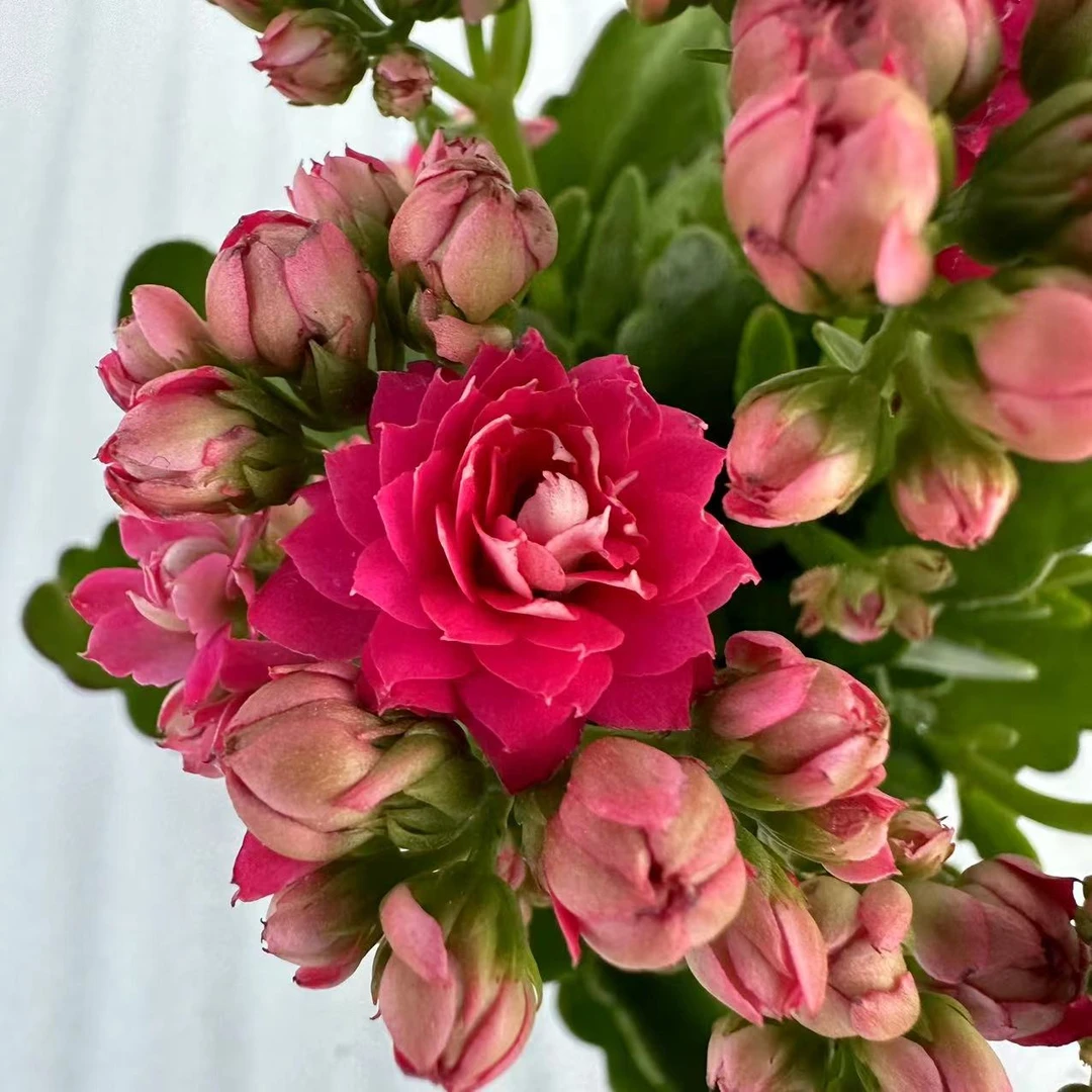 【喜糖】~精品重瓣带花苞客厅阳台室内懒人花卉美观