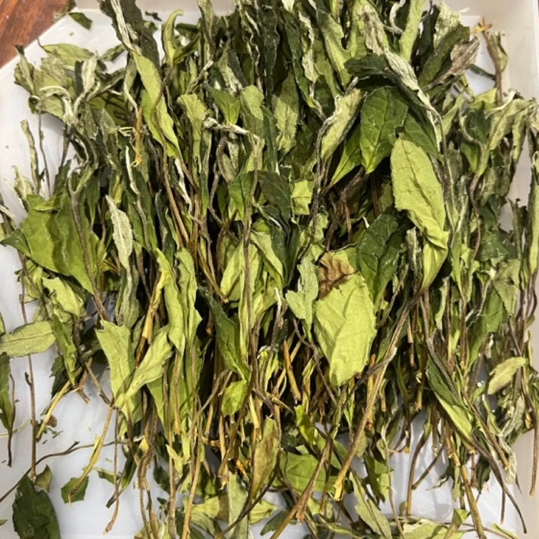 臻2023年老枞荒野扫把茶寿眉春季  福鼎白茶荒野寿眉500克