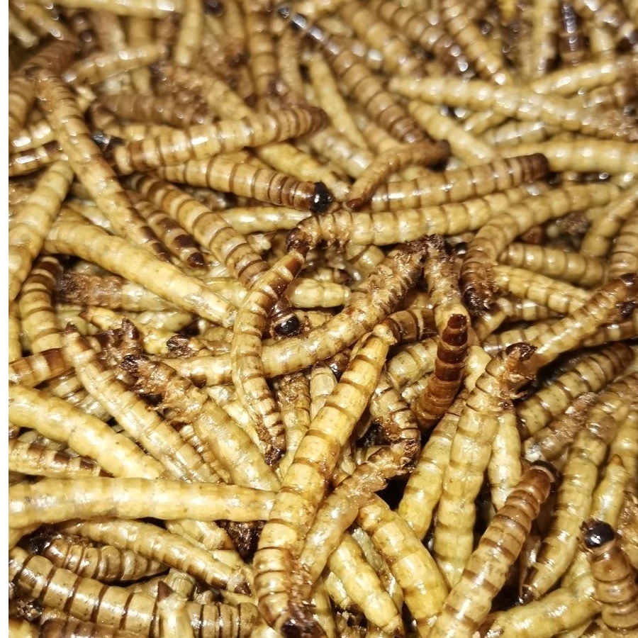 【甲通优选】顺丰包邮大麦虫干仓鼠零食龙鱼仓鼠粮食