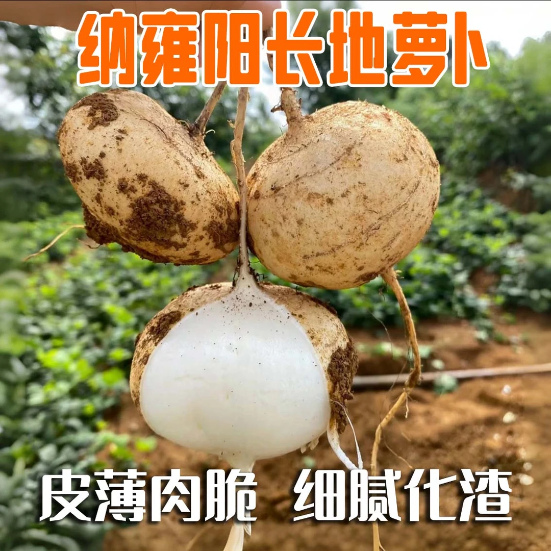 纳雍阳长地萝卜 凉薯 白地瓜 大果