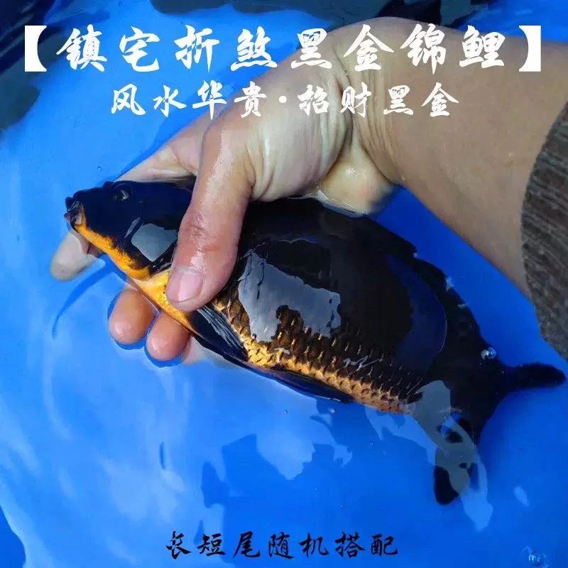 铁包金墨碟黑金乌金红肚皮高贵血统包邮
