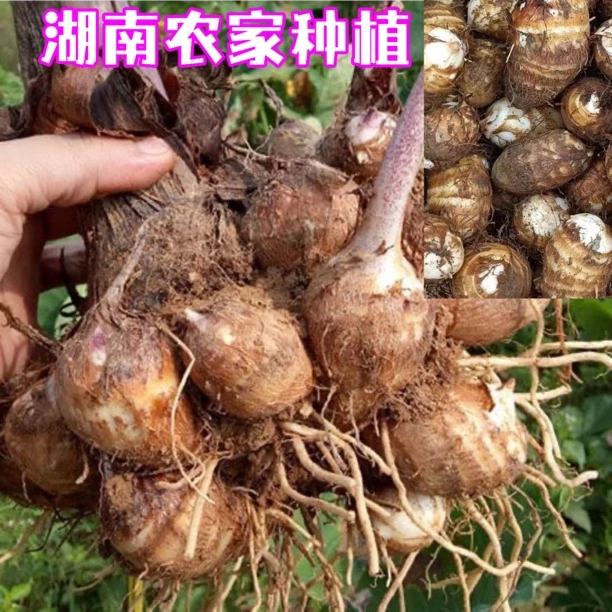 新鲜湖南毛芋头 芋艿 牛奶芋 新鲜芋头软糯香甜应季蔬菜