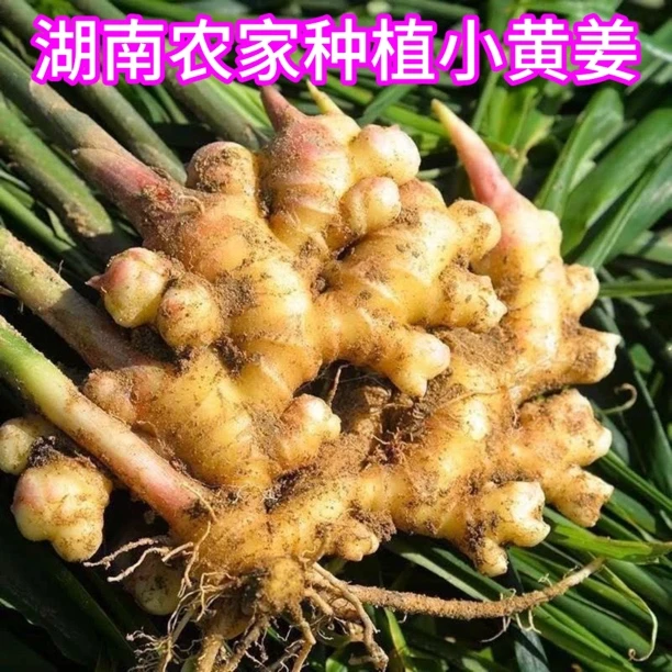 湖南农家自种小黄姜新鲜现挖生姜月子姜土生姜新鲜多汁姜