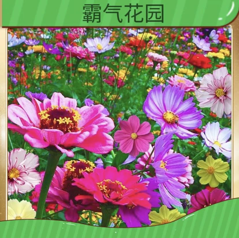 【野花组合】品种玛格丽特 耐寒耐旱南北方都适宜适合庭院-阳台盆栽