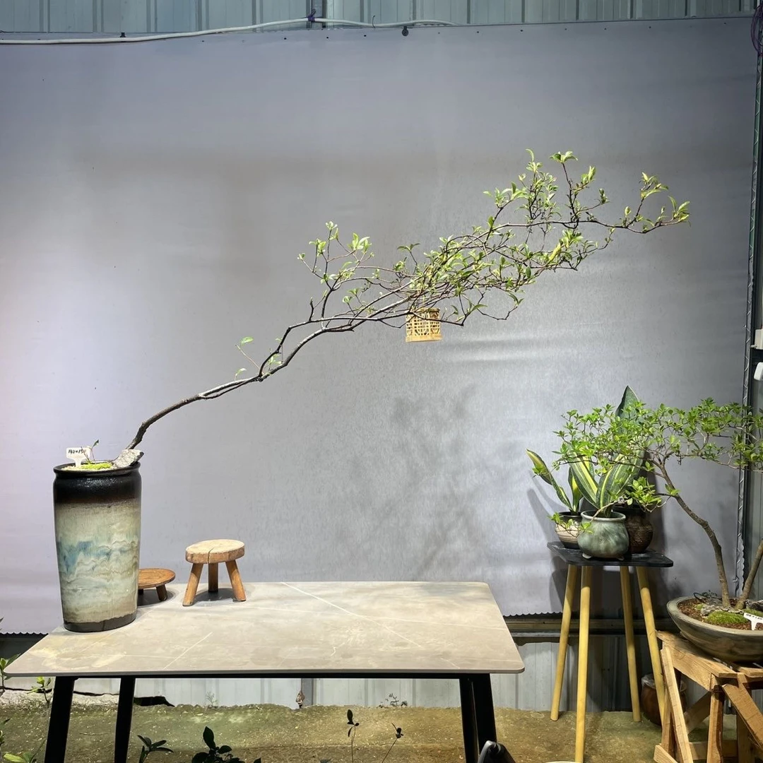 生桩直播间一物一拍  （小断枝难免 运费顺丰到付不包邮 介意勿拍）