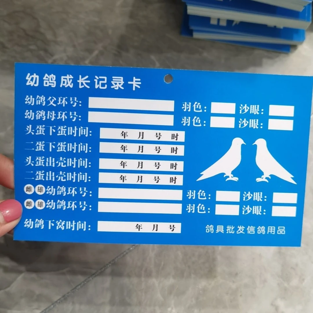 幼鸽成长记录卡一面蓝色一面绿色