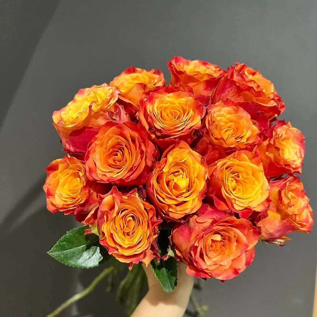 【原子玫瑰】枝长45-50cm 现采现发 20支及以上顺丰包邮 山东直发