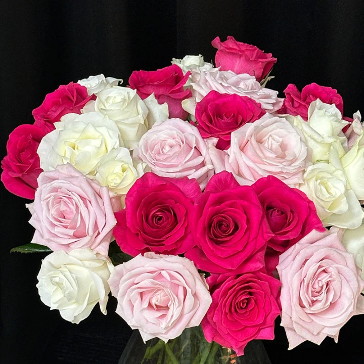 【弗罗伊德+白雪山+粉红雪山】枝长50-55cm 现采现发 山东顺丰包邮