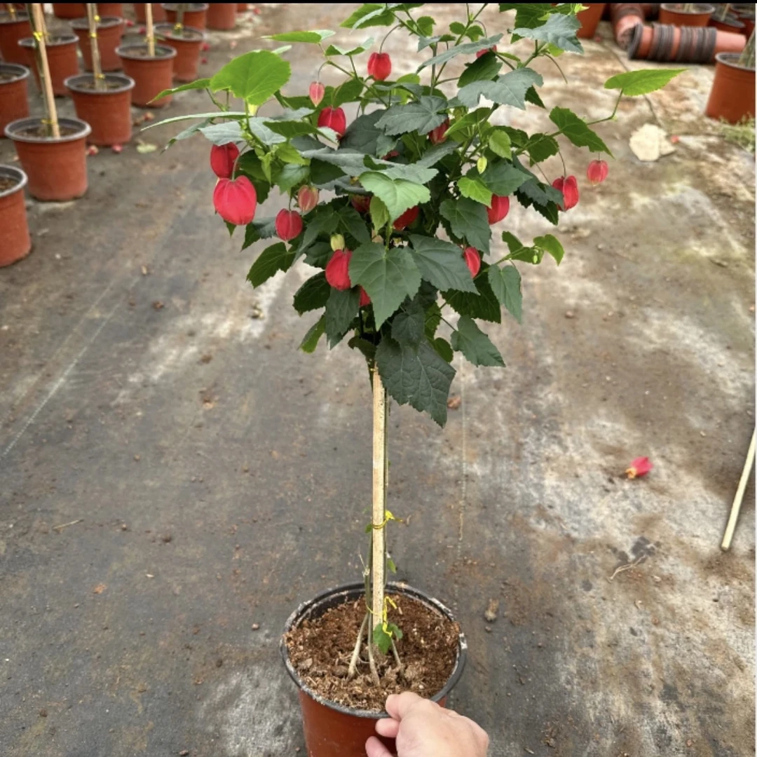 灯笼花棒棒糖花卉植物盆栽特色灯笼花蔓性风铃花室内庭院四季开花