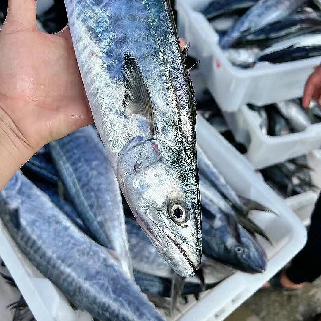 【破肚残次】深海鲅鱼野生海捕蓝点马鲛鱼（通货）速冻急冻发货