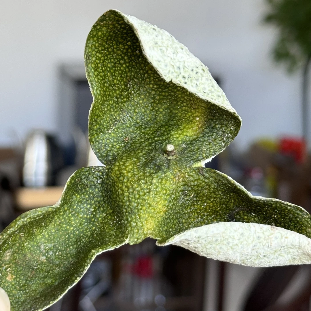 2024新会南坦大青皮正宗茶枝柑5斤桶装