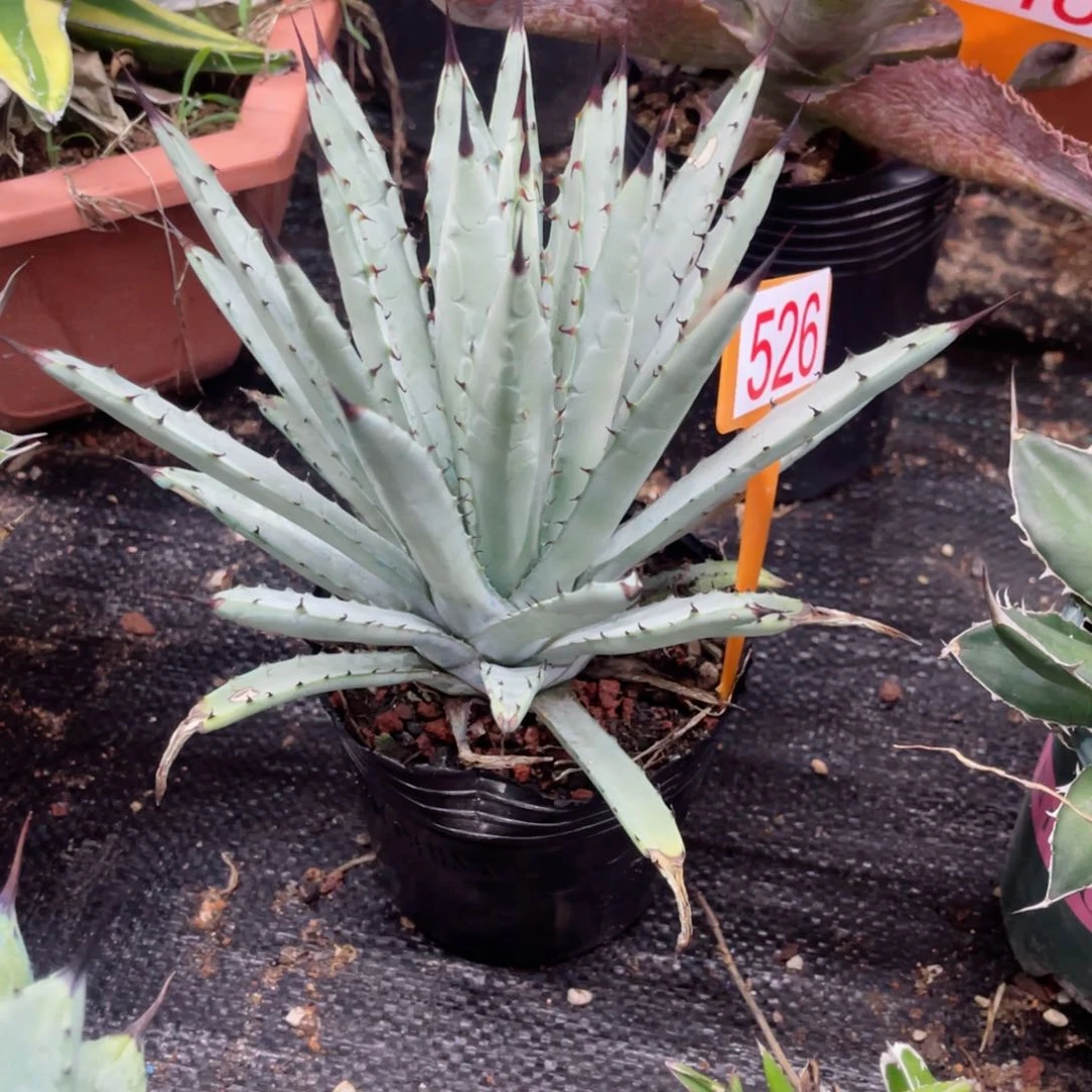 窄叶版蓝肌八荒殿龙舌兰