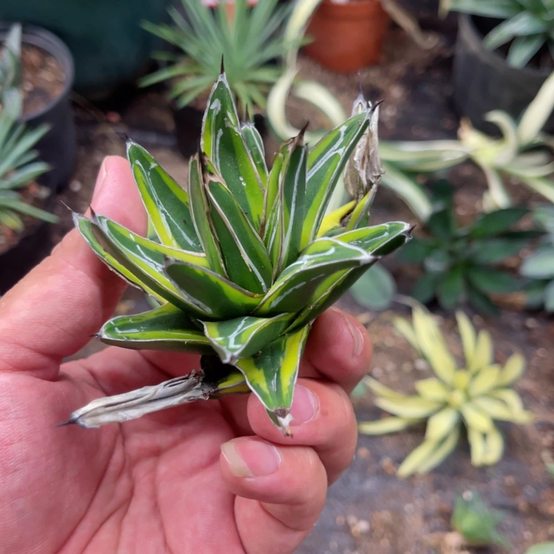 金山顶芽无根   世之雪