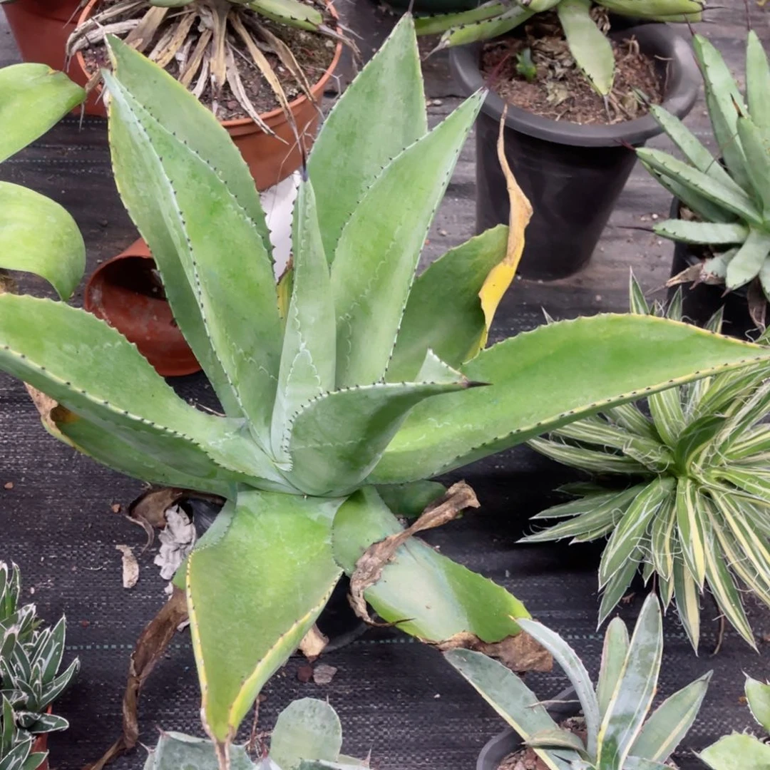 翡翠盘浅覆轮锦龙舌兰