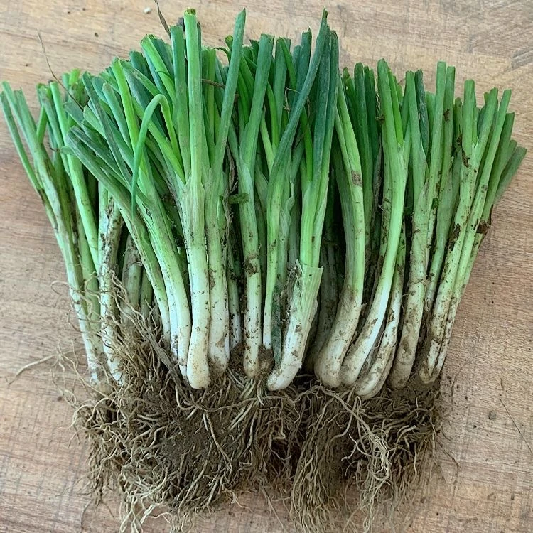 四季小香葱种苗葱苗分葱苗带根家庭阳台盆栽庭院小分葱苗香葱根苗