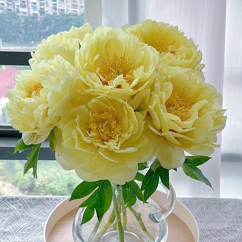 【顺丰速运 现货直发】伊藤芭茨拉 进口芍药牡丹鲜切花花束菏泽直发