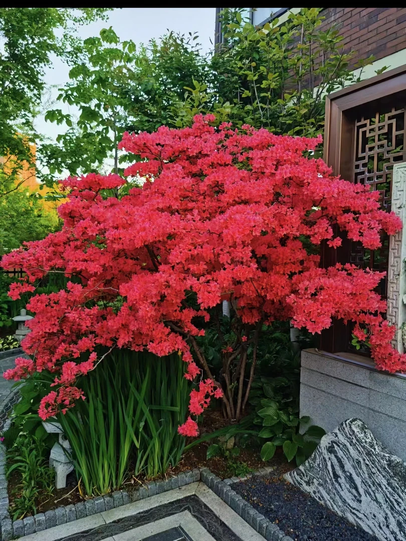 映山红红花黄花紫花盆景地景02