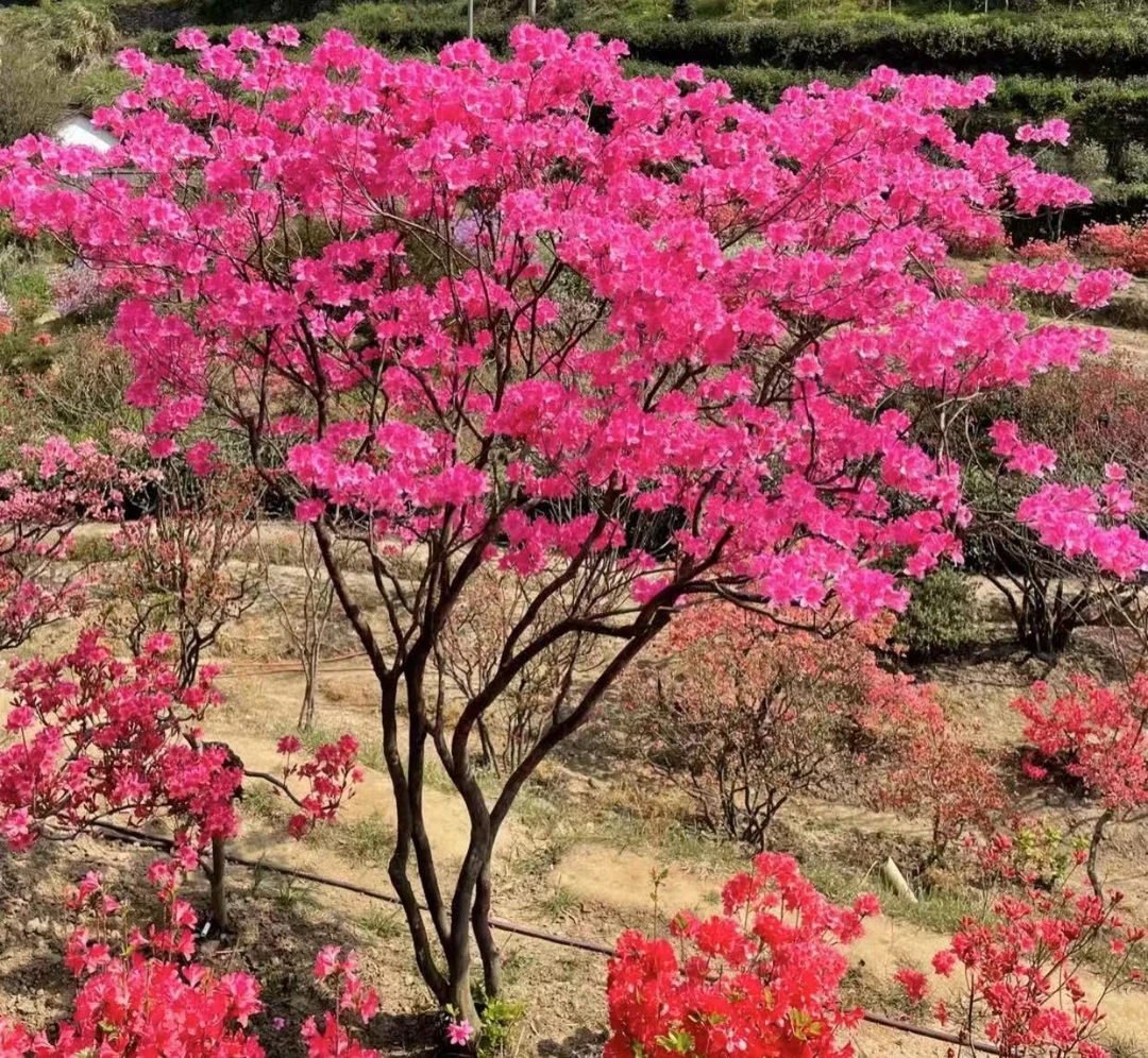 大别山映山红花卉国旗红胭脂红