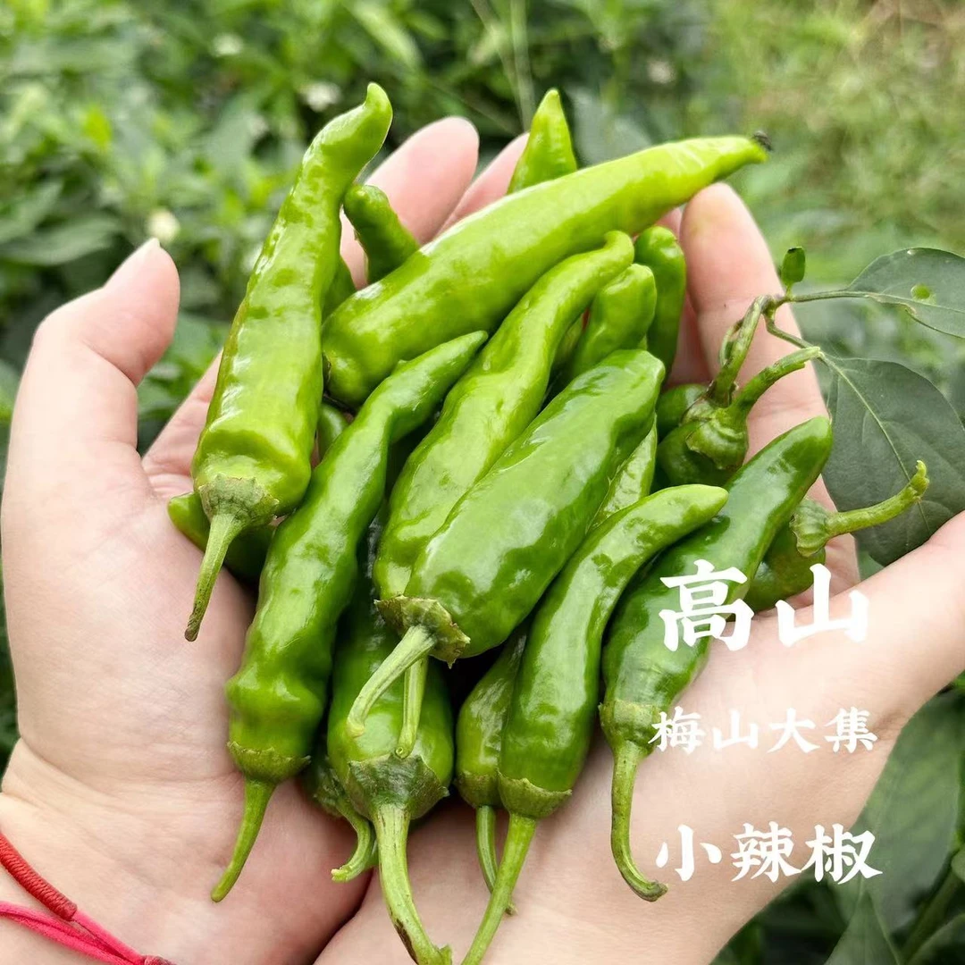【高山翡翠辣椒】新化文田高山翡翠辣椒皮薄肉厚5-6分辣3斤/5斤