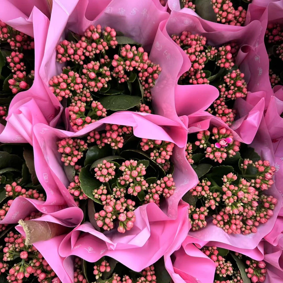 紫风铃【直播展示为准，110盆】美观带花苞发鲜花客厅新品种长寿花