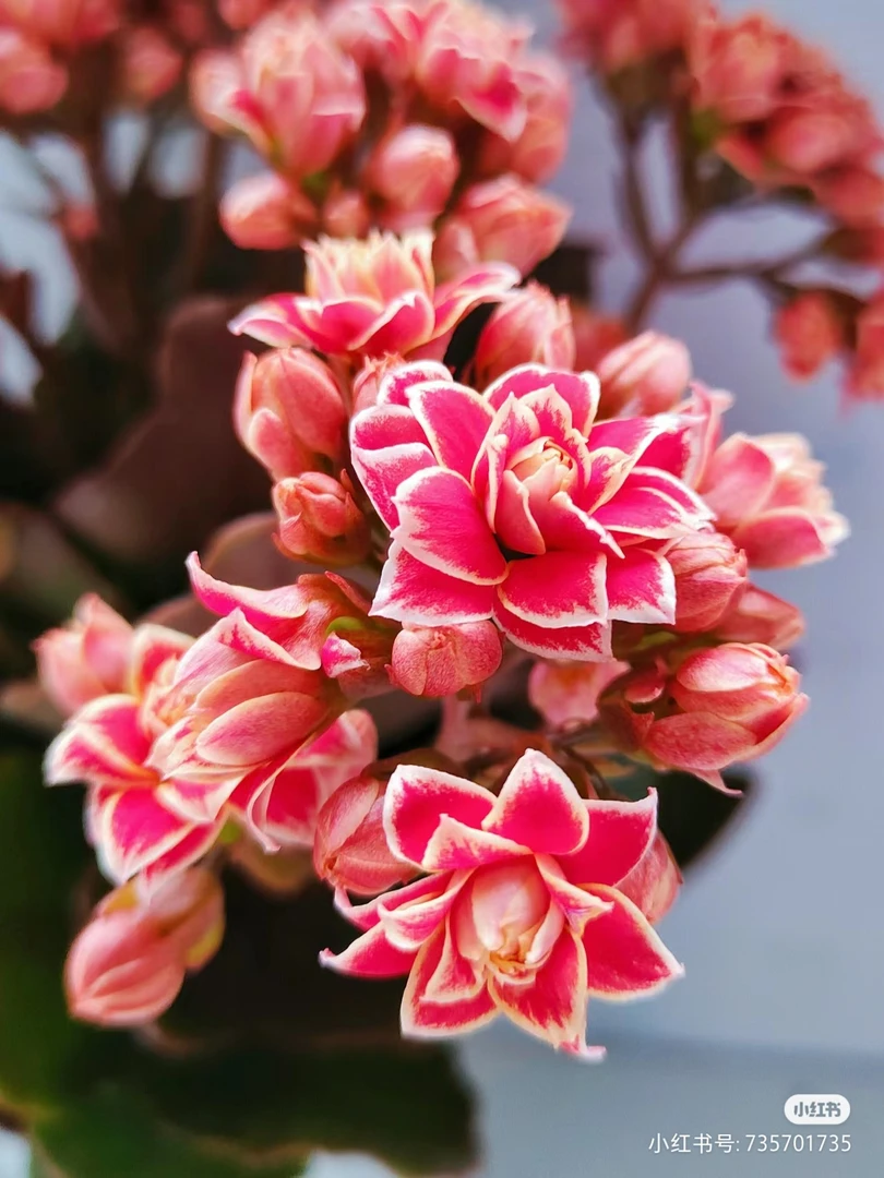 金丝带【直播展示为准，120盆】美观带花苞发鲜花客厅淡雅长寿花