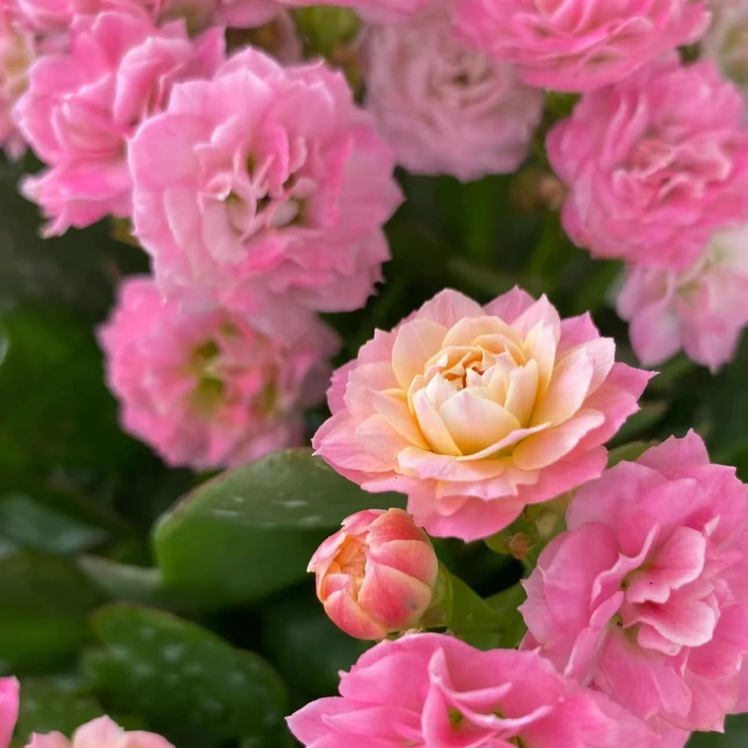 夏荷【直播展示为准，110盆】美观带花苞发鲜花客厅素雅长寿花