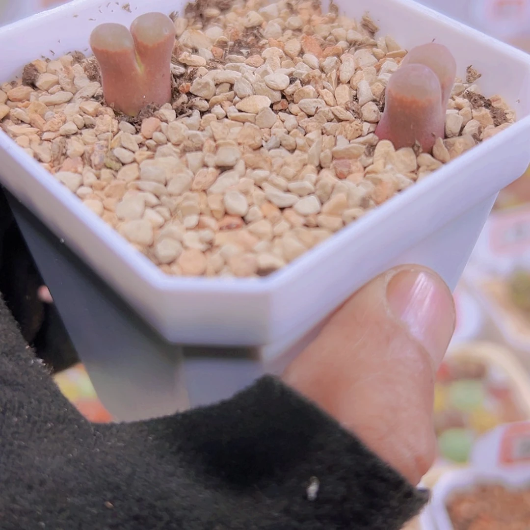 【闪购商品】?****?1111111111111