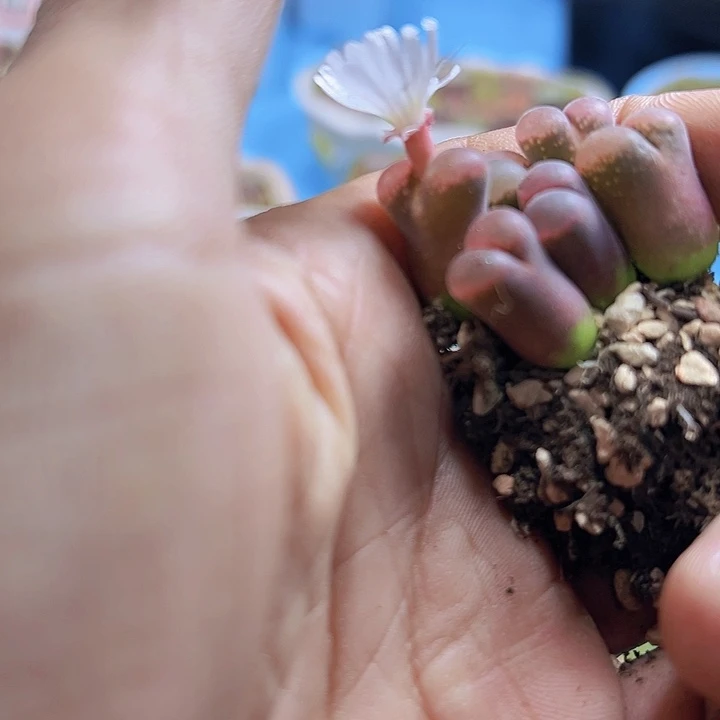 清***巷111111111111