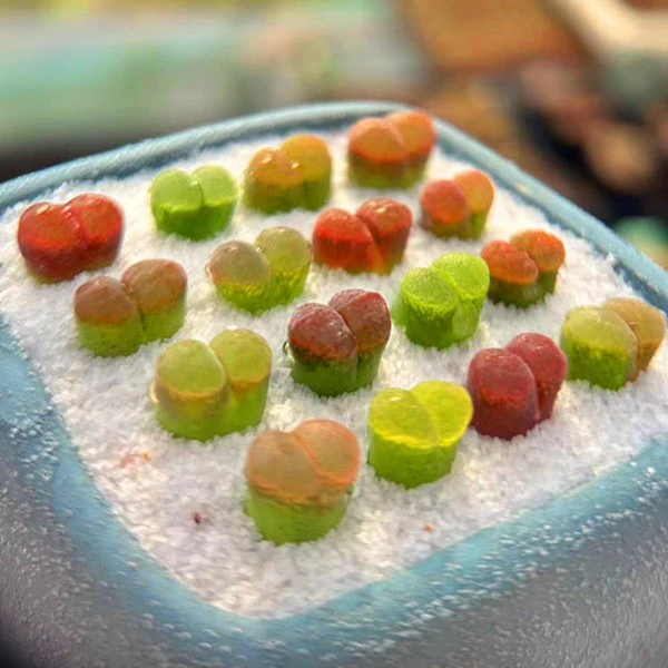 多肉植物发货彩色风铃两年苗20棵一组