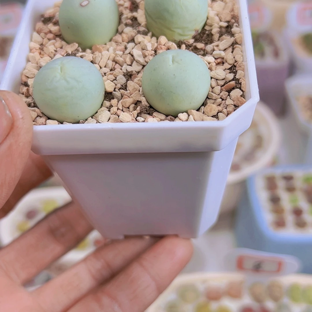 【闪购商品】草****6111111111