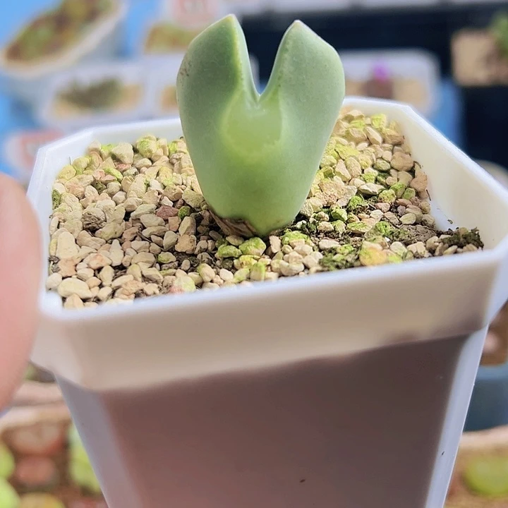 ?*头1111111111111111