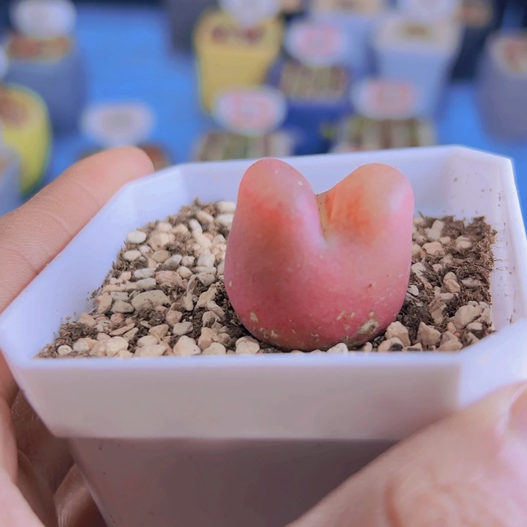 【闪购商品】✨****✨111111111